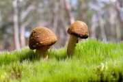 世界体操单项赛裁判国际轮值制度实施细则公布，体操国际裁判证怎么考